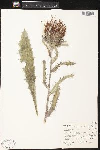 Cirsium horridulum image