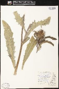 Cirsium horridulum image