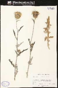 Cirsium undulatum image