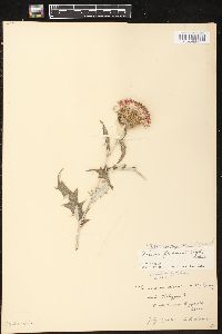 Cirsium flodmanii image