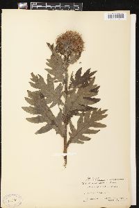 Cirsium kamtschaticum image