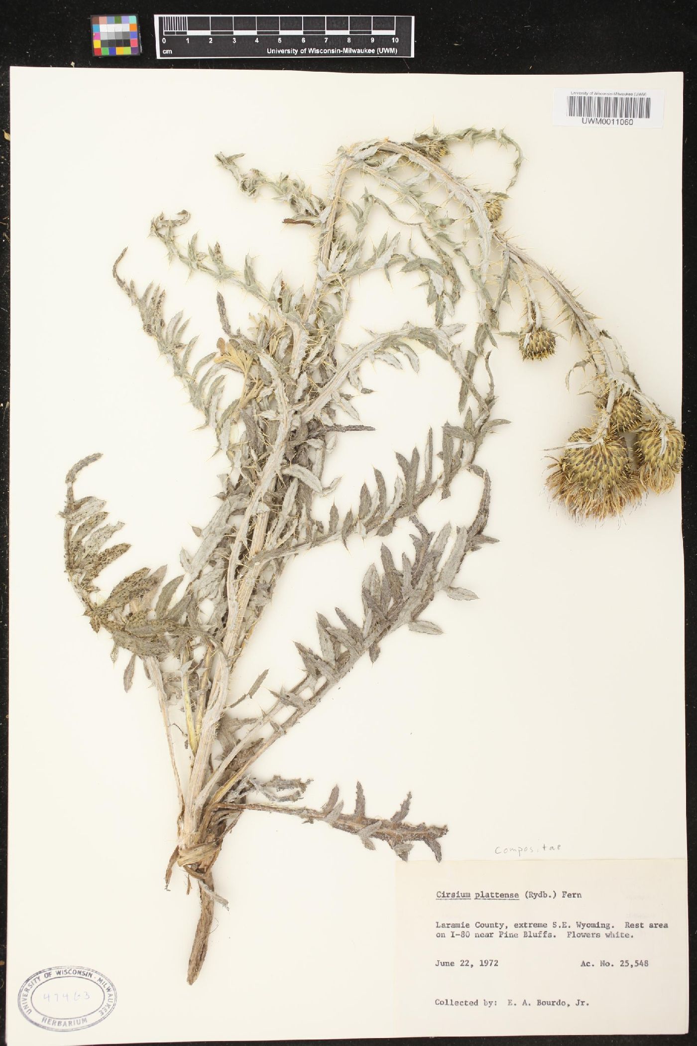 Cirsium canescens image
