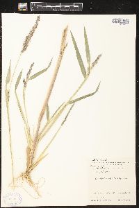 Echinochloa muricata var. microstachya image