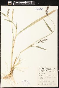 Echinochloa muricata var. microstachya image