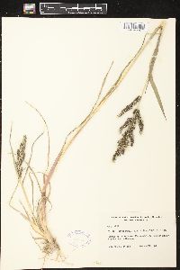 Echinochloa muricata var. microstachya image