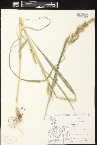 Echinochloa muricata var. muricata image