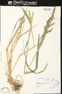 Echinochloa muricata var. muricata image