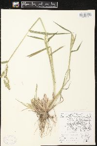 Echinochloa muricata var. muricata image