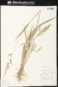 Echinochloa muricata var. muricata image