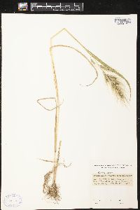 Echinochloa walteri image