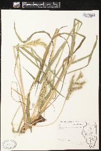 Echinochloa walteri image