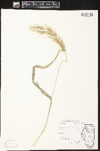 Echinochloa walteri image