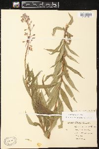 Chamaenerion angustifolium subsp. angustifolium image