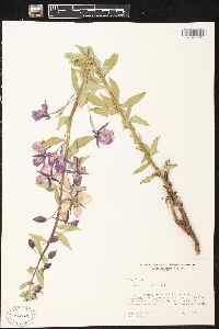 Chamerion latifolium image
