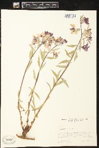 Chamerion latifolium image