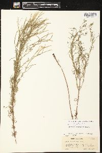 Epilobium leptophyllum image