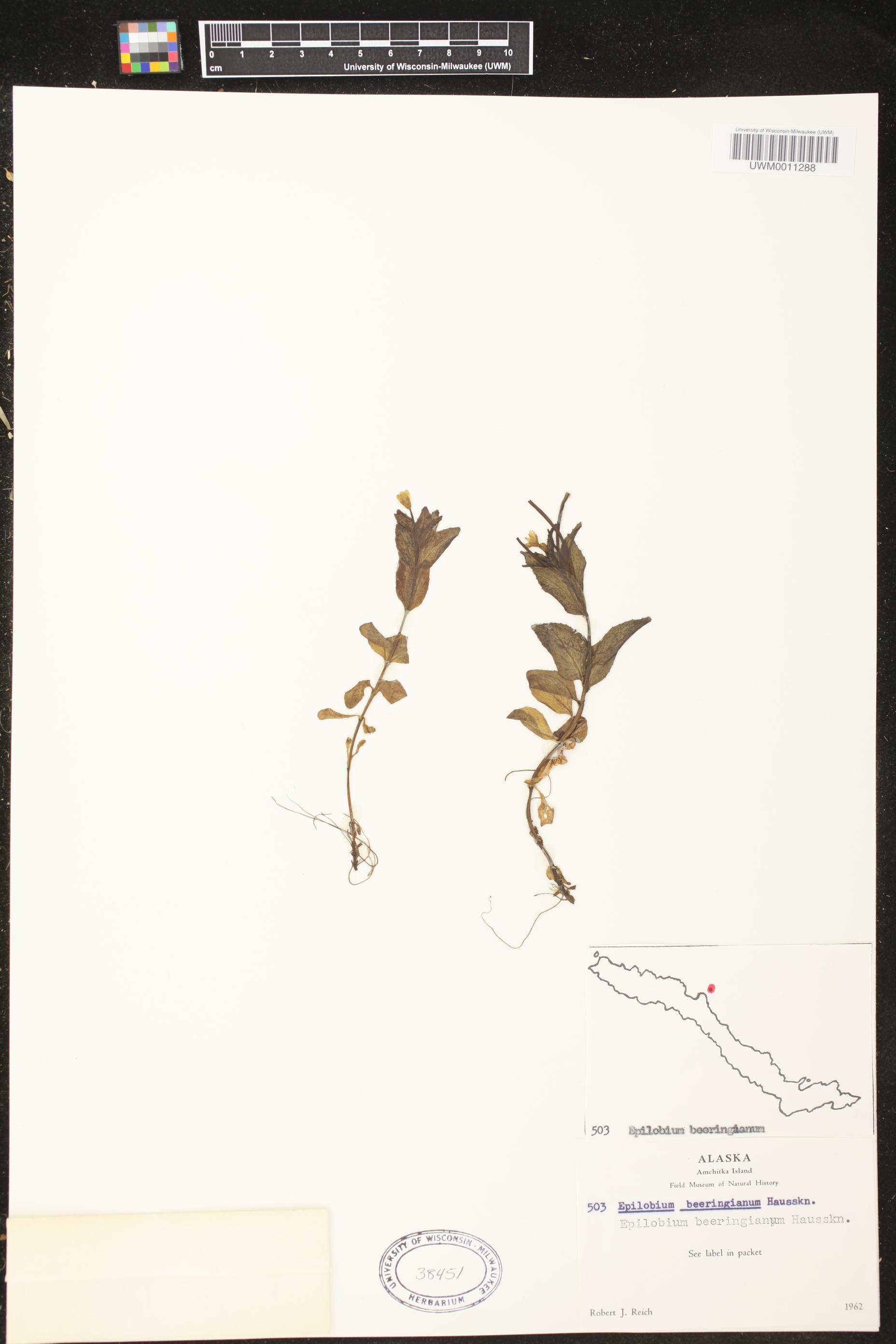 Epilobium behringianum image