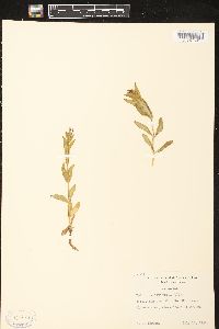 Epilobium anagallidifolium image