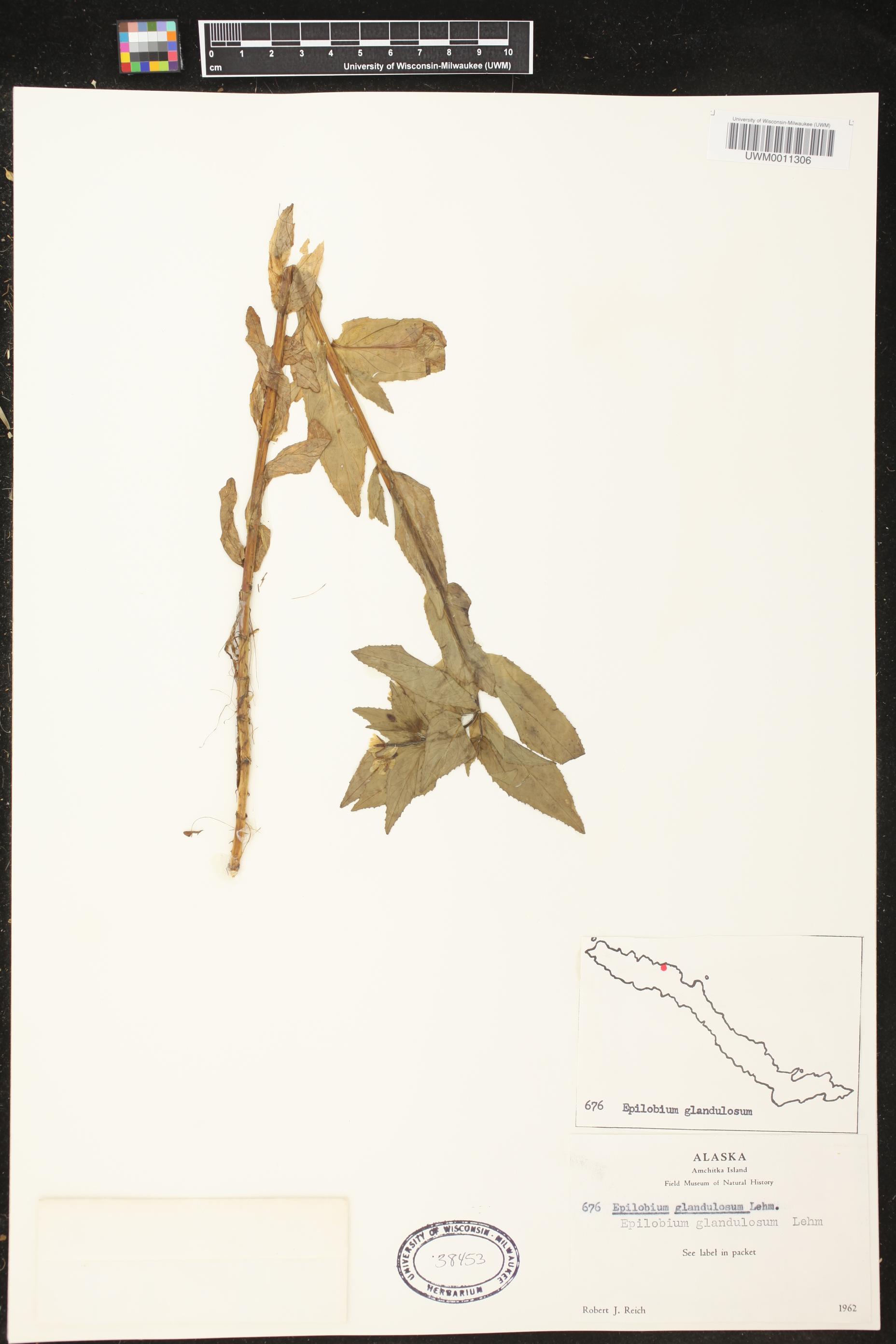 Epilobium behringianum image