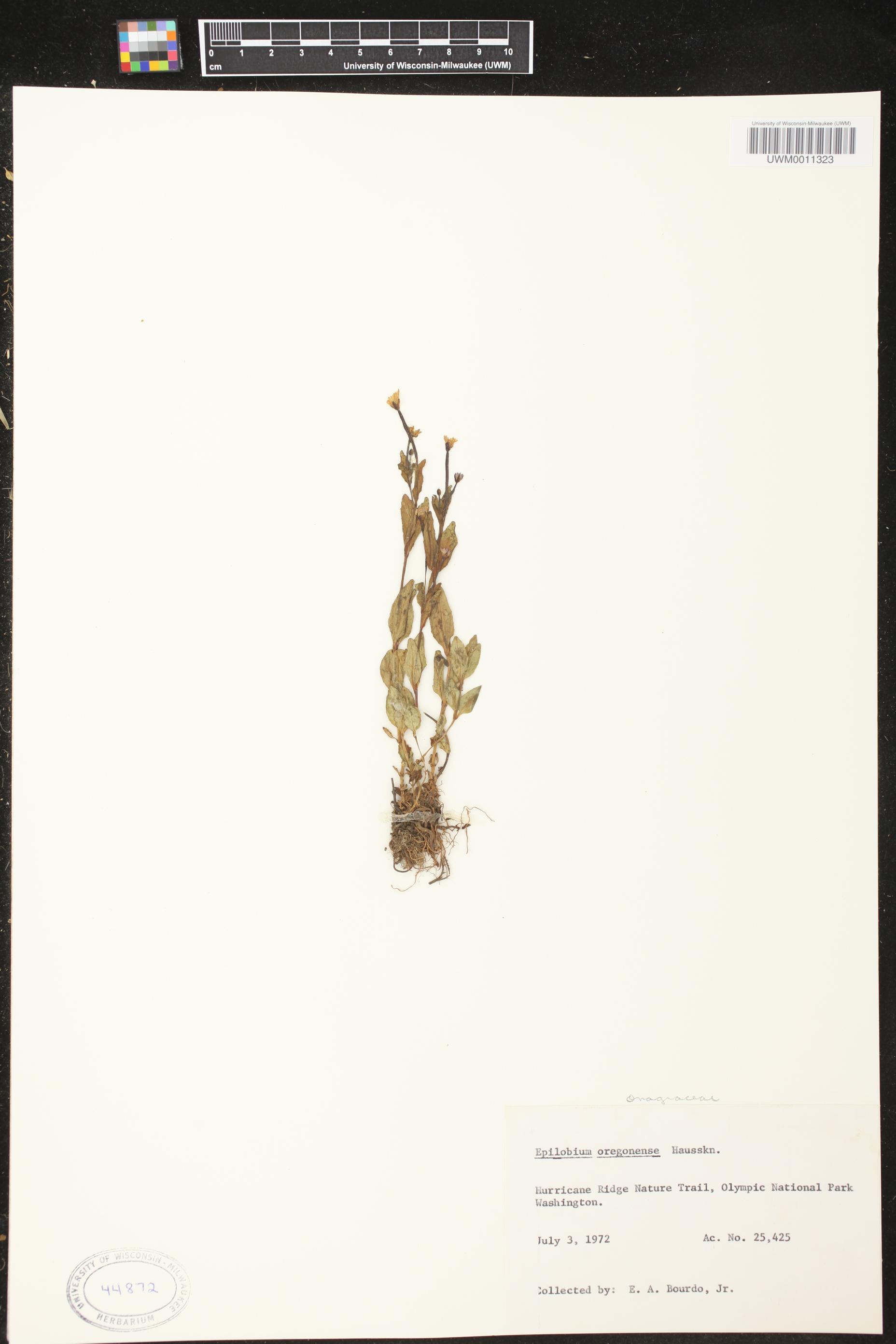 Epilobium oregonense image