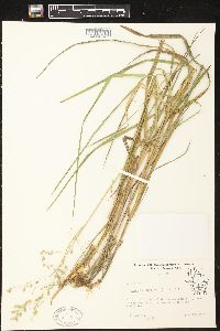 Glyceria canadensis image