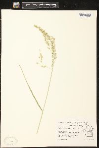 Glyceria canadensis image