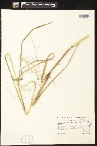 Glyceria canadensis image