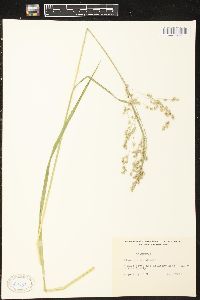 Glyceria canadensis image