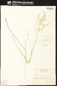 Glyceria canadensis image