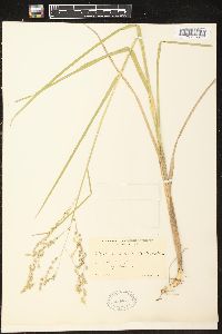 Glyceria canadensis image