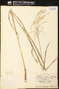 Glyceria canadensis image