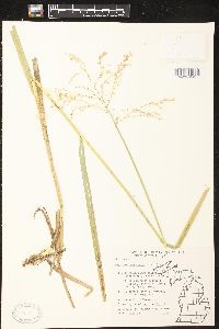 Glyceria canadensis image