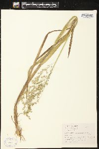 Glyceria canadensis image