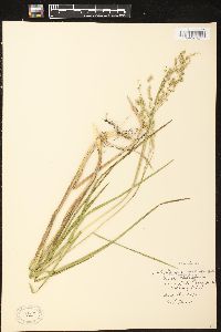 Glyceria canadensis image