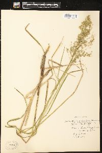 Glyceria canadensis image