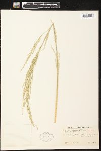 Glyceria septentrionalis image