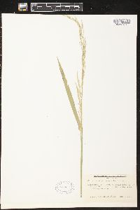 Glyceria septentrionalis image