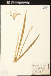 Iris versicolor image