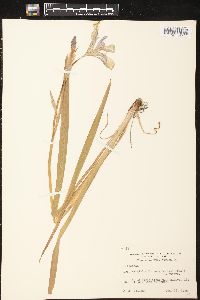 Iris virginica image