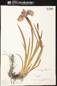 Iris setosa image