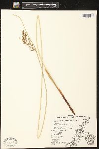 Juncus balticus subsp. littoralis image