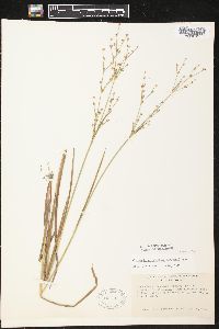 Juncus brachycephalus image