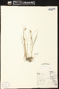 Juncus nodosus image