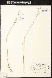 Juncus brachycephalus image