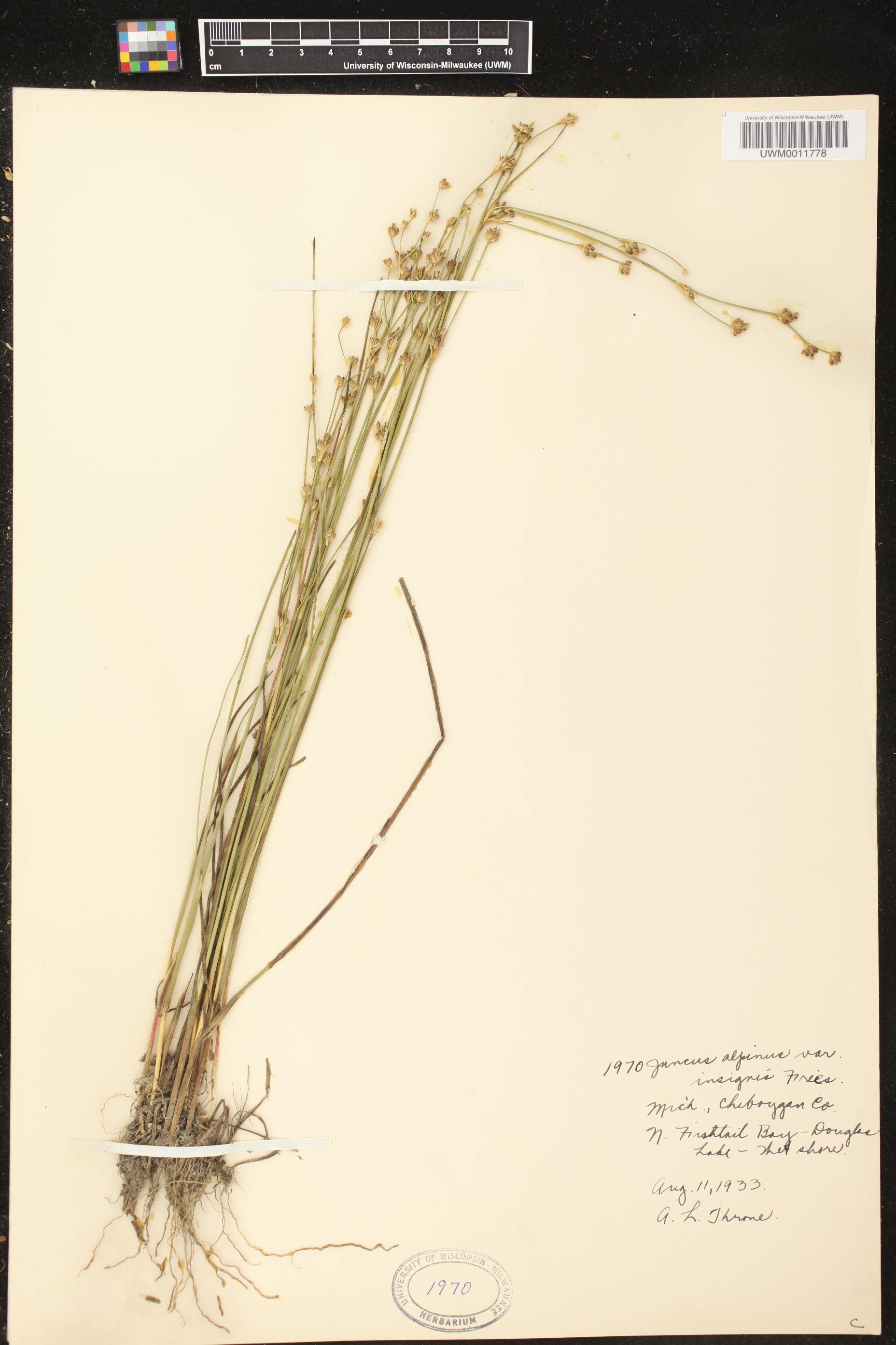 Juncus alpinoarticulatus subsp. nodulosus image