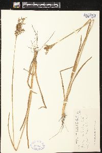 Juncus aristulatus image