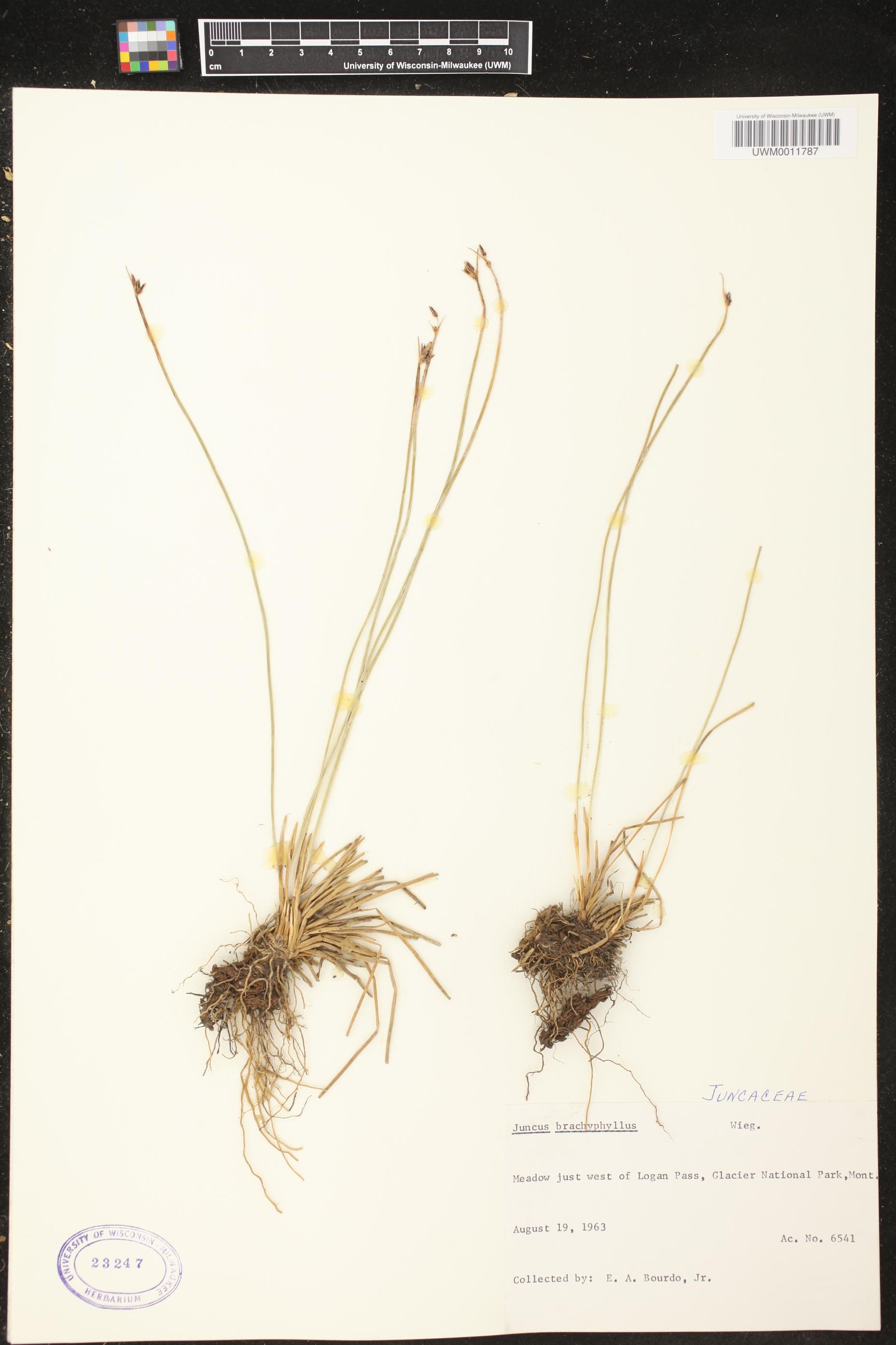 Juncus brachyphyllus image