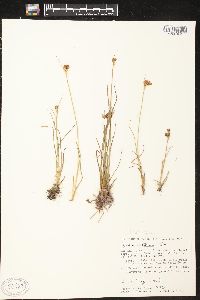 Juncus castaneus image