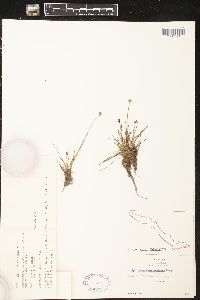 Juncus mertensianus image