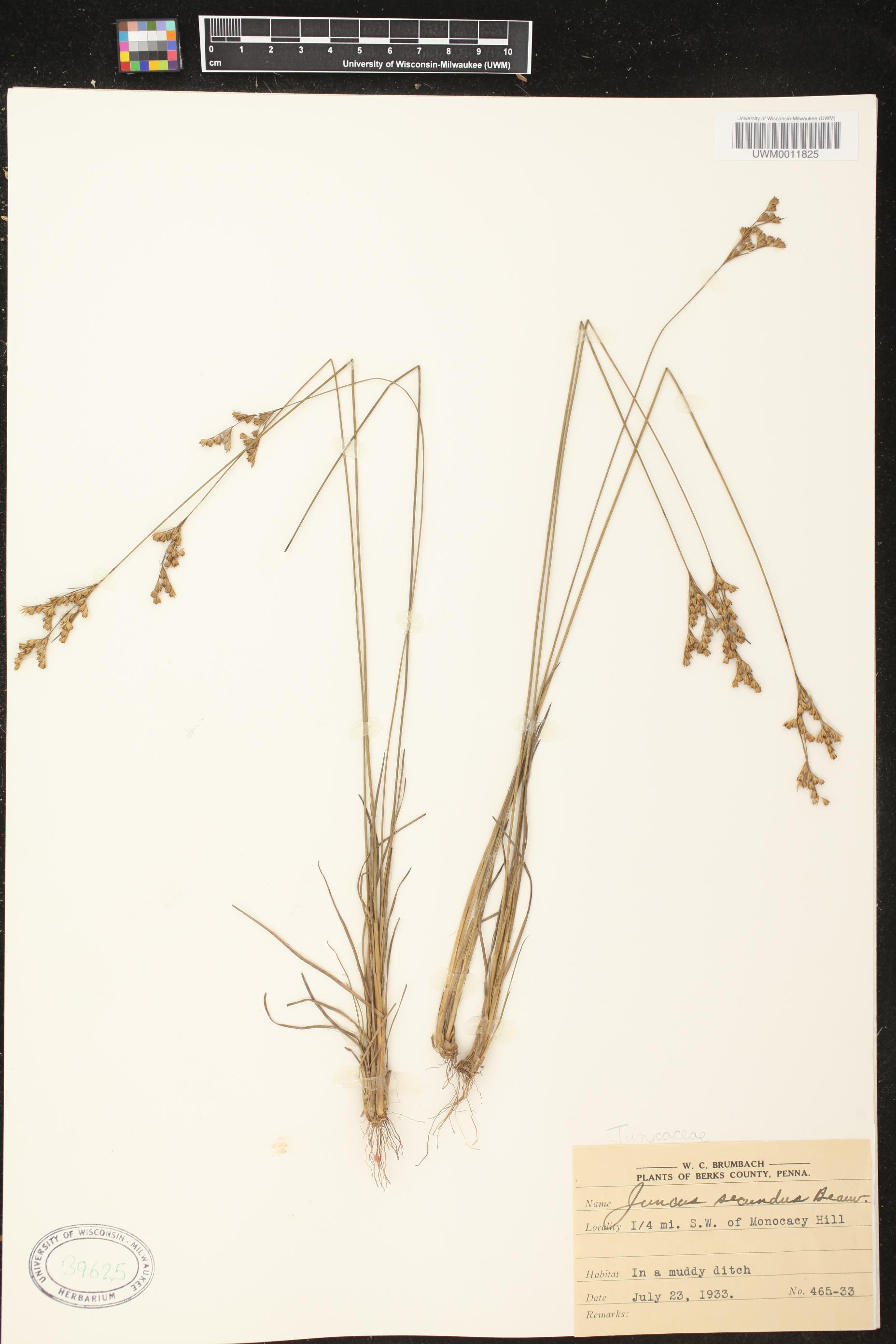 Juncus secundus image